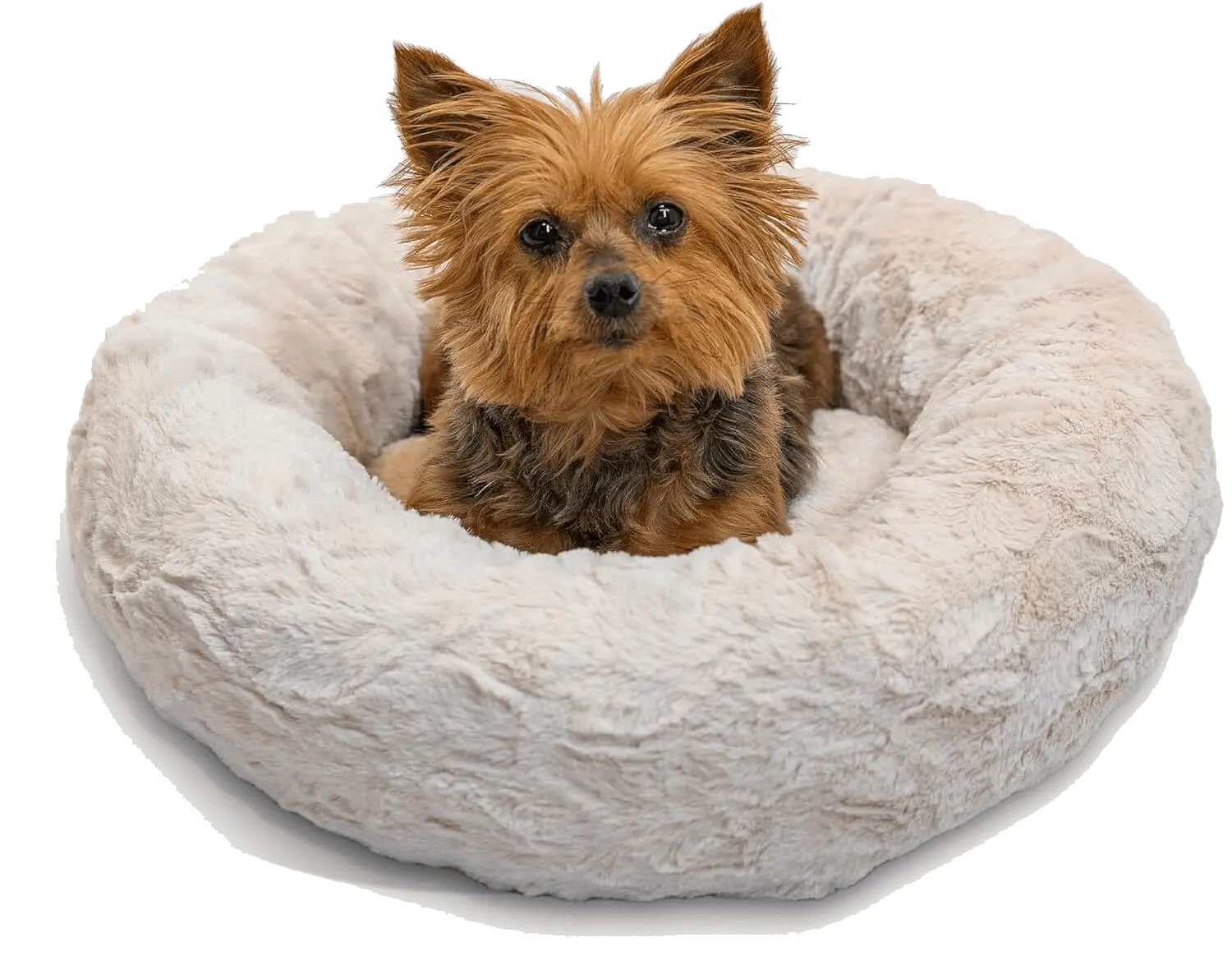 donut cats and dog bed